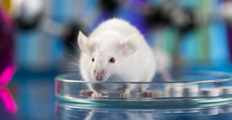 Should Animal Experimentation Continue
